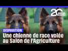 Une chienne de race disparait au Salon de l'Agriculture