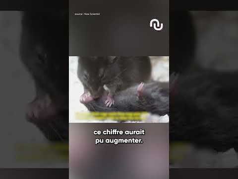 Cette SOURIS tente de SAUVER son AMIE avec des PREMIERS SOINS ! #shorts