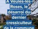 À Veules-les-Roses, la saison du cresson en péril