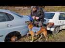 Compiègne. Dans les coulisses de l'entraînement des maîtres-chiens de la police municipale