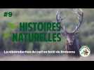 Histoires naturelles #9 : La réintroduction du cerf en forêt de Brotonne