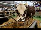 Tout savoir sur le Salon de l'Agriculture