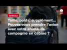 VIDEO. Taille, poids, supplément... Pouvez-vous prendre l'avion avec votre animal de compagnie en cabine ?