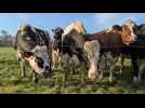 VIDÉO. Dans cette ferme du parc des Marais du Cotentin, les vaches pâturent déjà