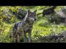 VIDÉO. Le loup est-il de retour dans l'ouest de la France ?