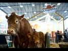 VIDÉO. Salon de l'agriculture : Oupette, la vache star, est bien arrivée