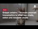 VIDEO. Grippe aviaire : l'humain pourrait transmettre le virus aux chats, selon une nouvelle étude