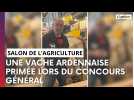 Reine, vache ardennaise, récompensée au Salon de l'Agriculture