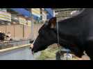 SALON DE L'AGRICULTURE / Des vaches du Loir-et-Cher au concours de la race Prim'Holstein