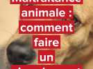 Maltraitance animale : comment faire un signalement?