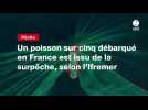 VIDEO. Un poisson sur cinq débarqué en France est issu de la surpêche, selon l'Ifremer