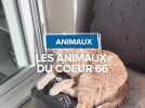 Les animaux du coeur 66