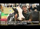 Virée parisienne pour la vache auboise Nana au Salon de l'agriculture