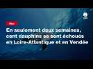 VIDEO. En seulement deux semaines, cent dauphins se sont échoués en Loire-Atlantique et en Vendée