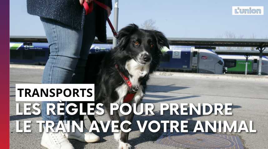 Les « gros » chiens voyageront moins cher dans les trains des