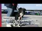 Voyager en train avec son animal de compagnie : quelles sont les trois possibilités ?