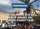 Les palmiers sur la place Arago en cours d'abattage