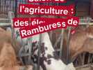 Salon de l'agriculture 2025 : des éleveurs de Rambures en lice avec une Normande et une Parthenaise