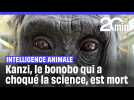 Intelligence animale : Kanzi, le bonobo qui a choqué la science, est mort