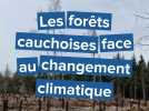 Les forêts normandes à l'heure au changement climatique