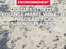 Des milliers de vélelles en décomposition sur les plages héraultaises