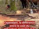 Insolite - « Pas un pas de trop, sinon je peux me retrouver coincé » : des chevaux au coeur d'un chantier exceptionnel dans les bois