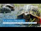 Les tortues d'Hermann sortent d'hibernation dans les collines de Ceyreste !