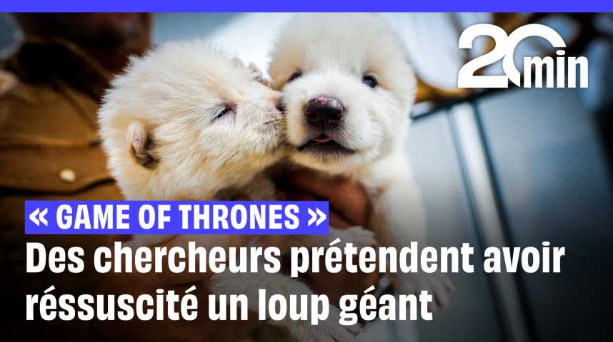 Vidéos : Des chercheurs prétendent avoir ressuscité » le « loup ...