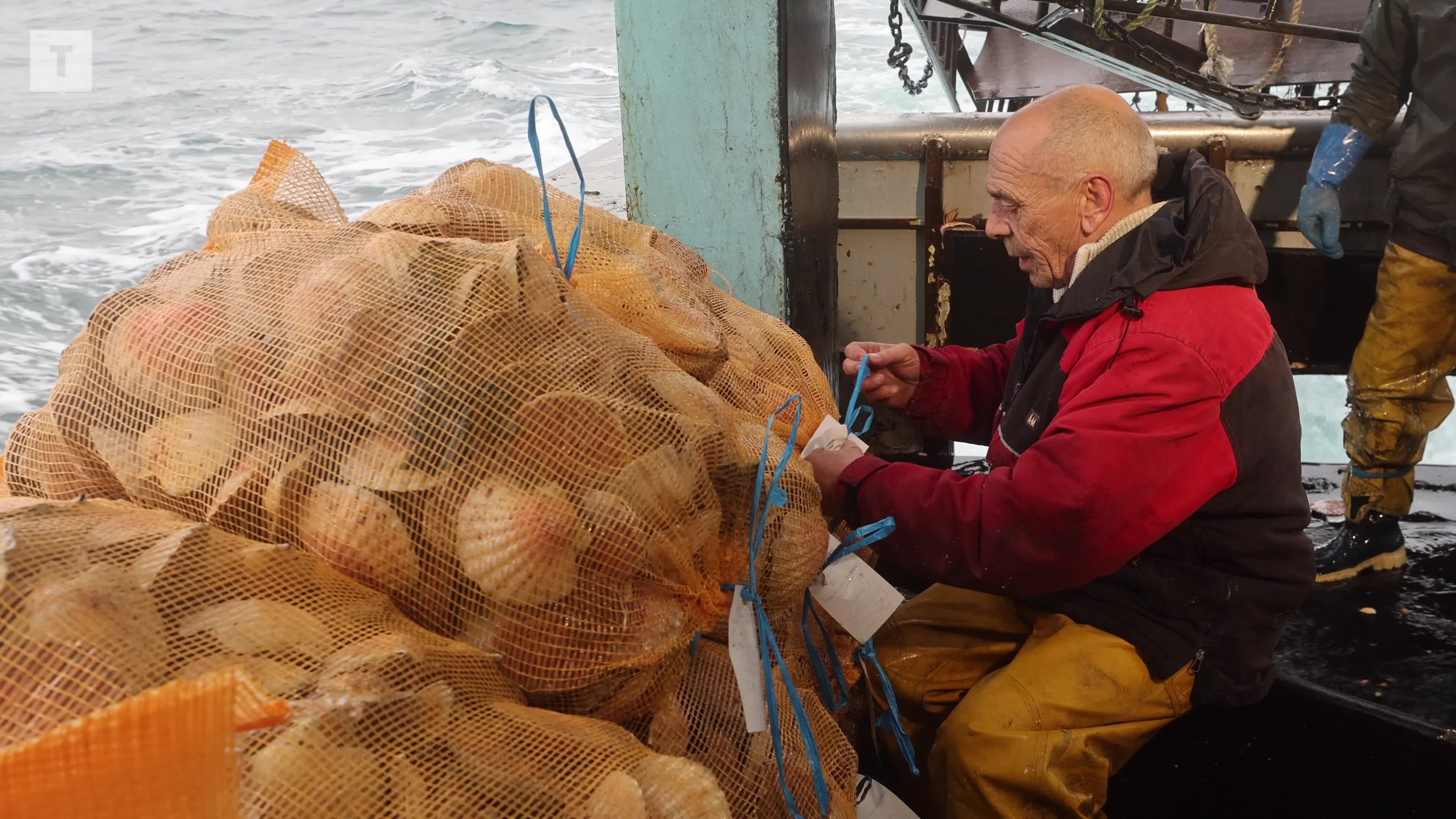 « Un exemple de gestion durable » : on a embarqué avec les pêcheurs à la coquille en baie de Saint-Brieuc