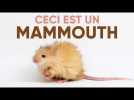 DÉSEXTINCTION : peut-on ramener une espèce entière à la vie (comme dans Jurassic Park) ?