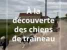 Chiens de traineau - Beauté et puissance du Laika de Iakoutie à découvrir à Chevenon