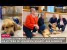 Un chien au tribunal de Troyes pour accompagner les victimes de violences pendant leur audience