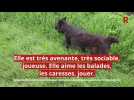 Adoptez-les ! - Ces chiens et chats attendent au refuge de Nargis : découvrez les portraits de Samba, Black, Lili, Negrita, Nikita, Lucy et Soprano