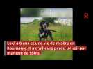 Adoptez-les - Ces chiens et chats attendent au refuge de Nargis : découvrez les portraits d'Oréo, Ambre, Prince, Loki, Tchoupy et Urielle