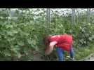 Les agriculteurs bio en colère