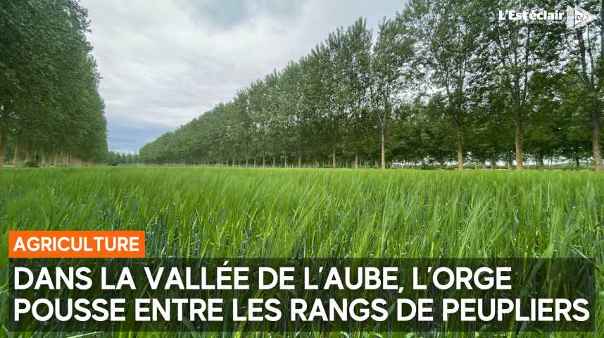 Vidéos : L'orge pousse entre les rangs de peupliers dans cette parcelle ...
