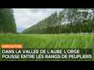 L'orge pousse entre les rangs de peupliers dans cette parcelle de la vallée de l'Aube