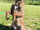 Animaux : l'art du frisbee canin avec un pro