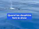 Cap d'Ail : ces images folles de dauphins rencontrés au large