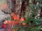 Treizième incendie en moins de deux mois dans les anciennes pépinières Pichon.