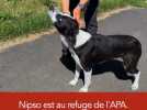 #adopteunanimal - Nipso, jeune chien croisé border collie, est à adopter à l'APA du Puy-de-Dôme