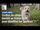 Crottes de chiens : à Saint-Omer, bientôt un fichier ADN pour identifier les auteurs des déjections !