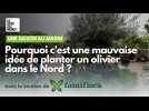 Jardinage : pourquoi planter un olivier ou un palmier dans le Nord 