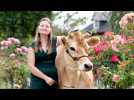 VIDÉO. Rencontre avec « Tagada », la vache qui joue les top models en centre-ville de Rennes