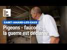 Pigeons - faucons, la guerre est déclarée dans l'Amandinois