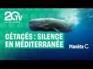 Reportage : Cétacés, Silence en Méditerranée