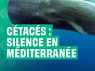Cétacés : Silence en Méditerranée_Version RS