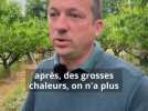 Fruits - 