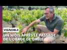 Un mois après le passage d'un orage de grêle, la vigne évolue bien près d'Epernay