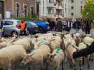 Yvetot. La transhumance rassemble lycéens et habitants